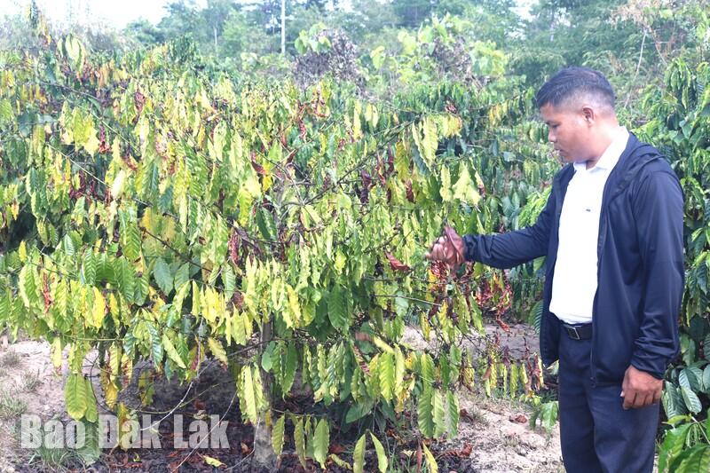 Một vườn cà phê trên địa bàn xã Cư Pui bị khô cháy lá do thiếu nước tưới. (Ảnh: Tuyết Mai)