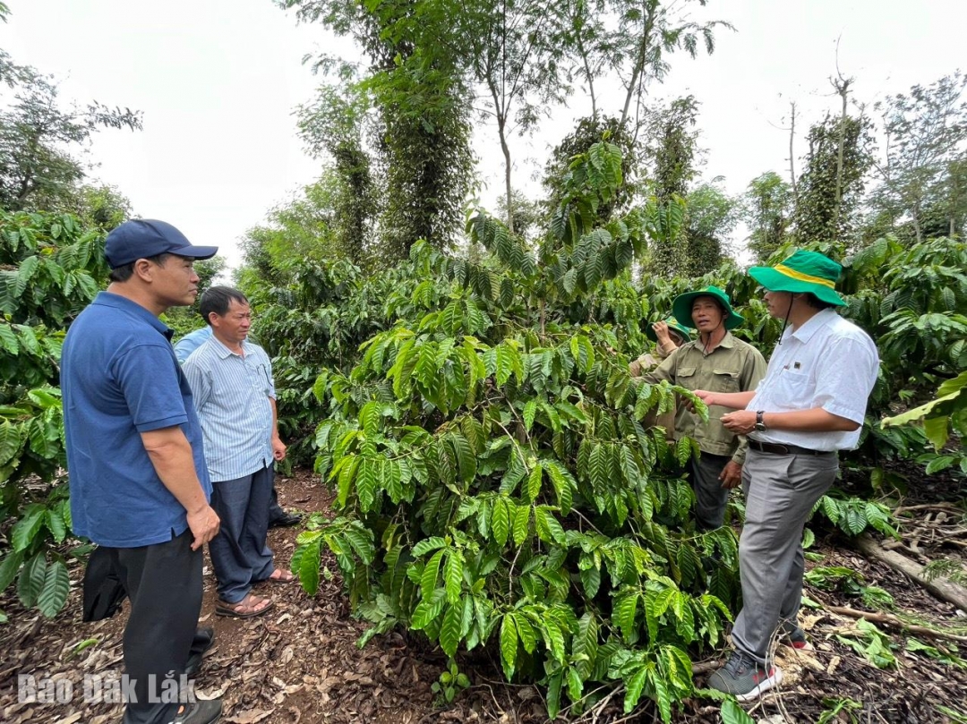 Các chuyên gia, nhà khoa học và nông dân tham quan mô hình vườn cây tại huyện Ea Kar