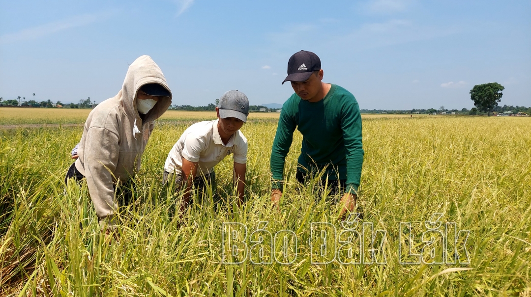 Ruộng lúa của người dân trên địa bàn xã Ea Kuăng bị rụng hết hạt do mưa đá.
