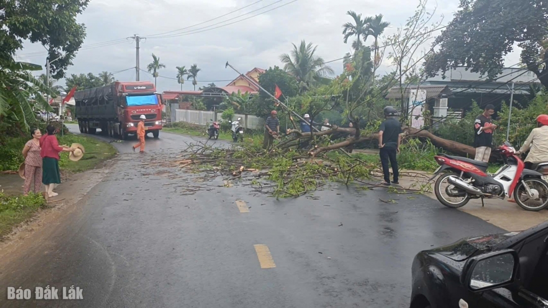 Hiện trường cây ngã đổ.