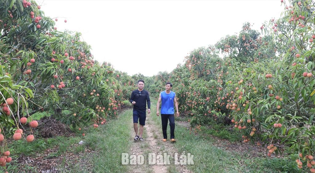 Thương lái vào vườn vải của nông dân trên địa bàn xã để khảo sát và thu mua.
