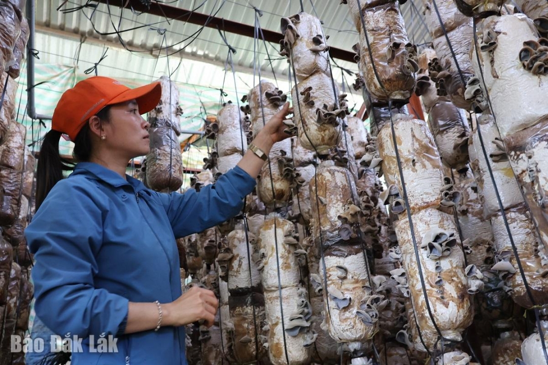 Chị Lê Thị Ánh Tuyết (phường Tân Lập) kiểm tra nấm.