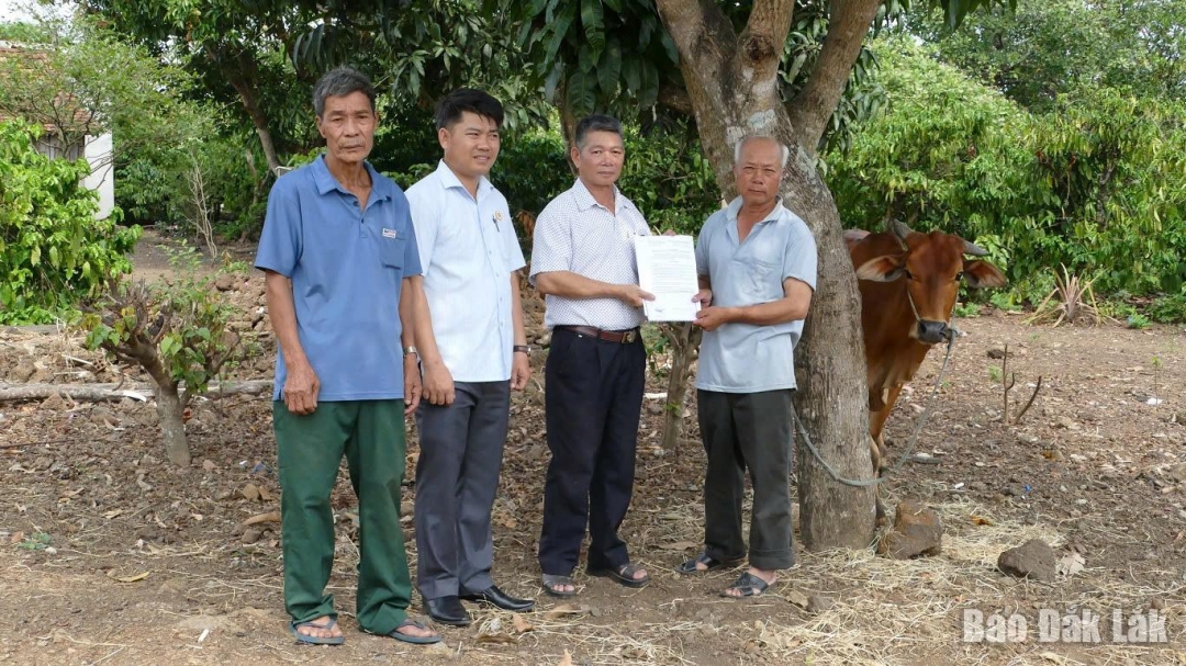 Chủ tịch Hội Cựu chiến binh huyện Buôn Đôn Nguyễn Cao Dương (thứ 3 từ bên trái sang) trao bò sinh kế một hội viên.