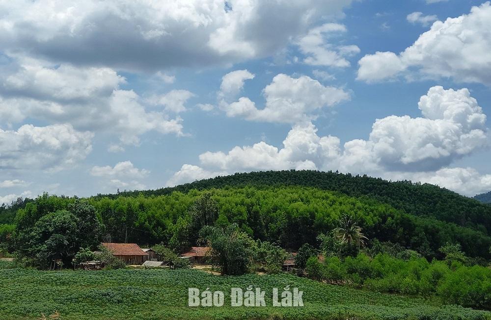 Một khoảnh rừng trồng tại xã Ea Trang, huyện MDrắk