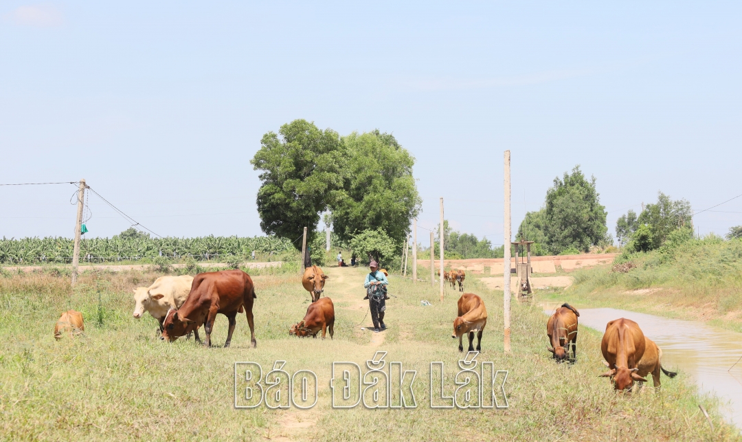 Chăn nuôi bò quy mô nông hộ trên địa bàn xã Vụ Bổn (huyện Krông Pắc).