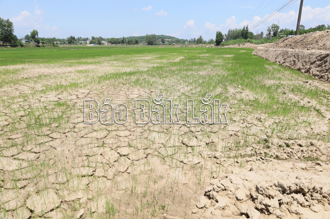 Nhiều diện tích lúa vụ hè thu 2024 trên địa bàn xã Vụ Bổn (huyện Krông Pắc) đang thiếu nước nghiêm trọng.