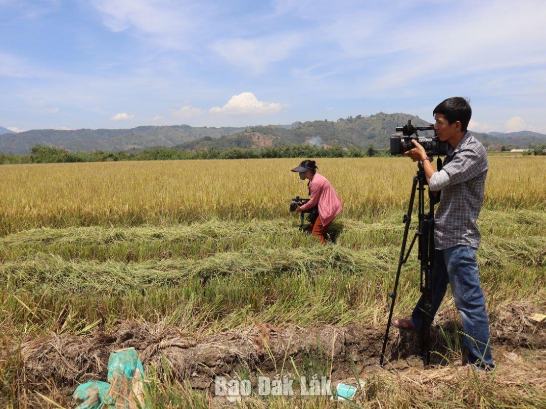 Phóng viên Báo Đắk Lắk tác nghiệp tại cánh đồng lúa xã Buôn Triết, huyện Lắk.