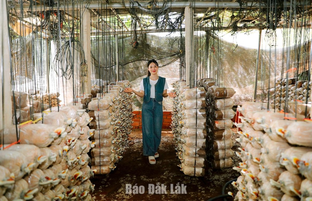 Huyện Krông Ana có nhiệt độ trung bình từ 23 - 24°C, độ ẩm tương đối hằng năm 81 - 83% nên rất thích hợp để trồng nấm ăn, nấm dược liệu và có thể trồng quanh năm.
