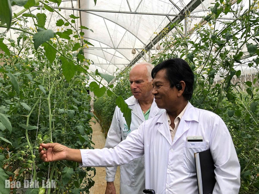 Mô hình trồng cà chua trái cây ứng dụng công nghệ cao, số hóa trong nông nghiệp tại Công ty Cổ phần Ban Mê Green Farm (TP. Buôn Ma Thuột).
