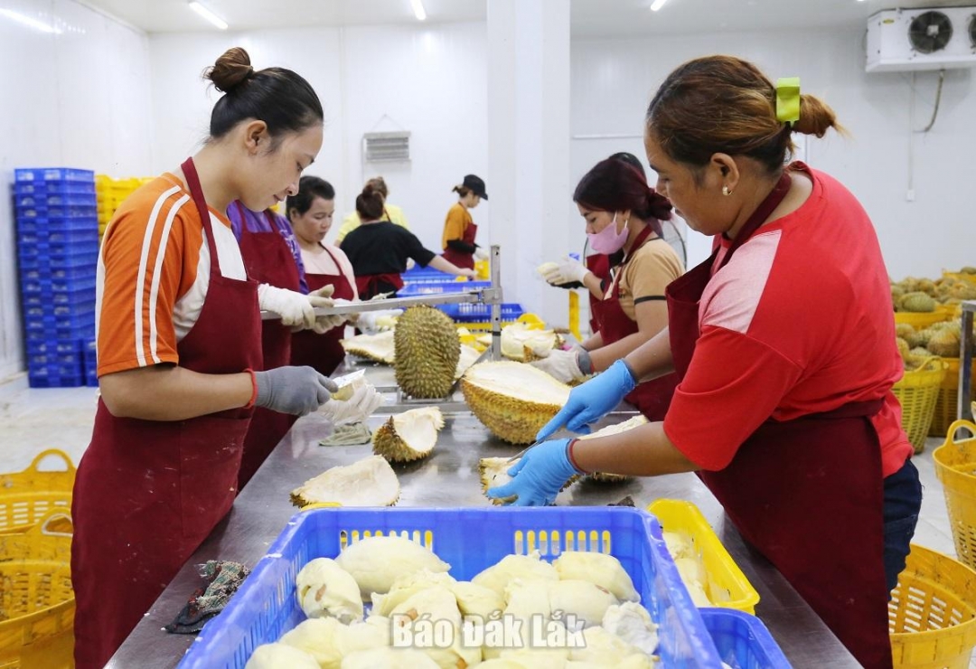 Một cơ sở chế biến sầu riêng tại huyện Krông Pắc