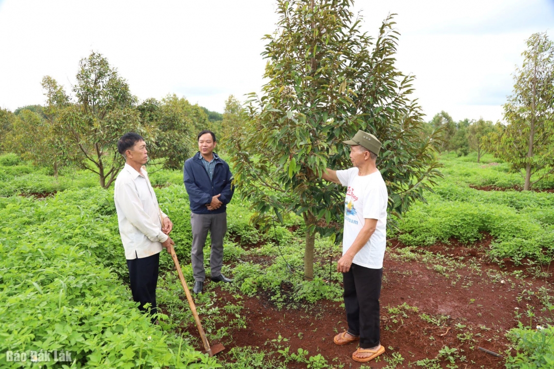 Mô hình phát triển kinh tế hiệu quả của đảng viên ở Chi bộ thôn 3 (xã Cư Amung).