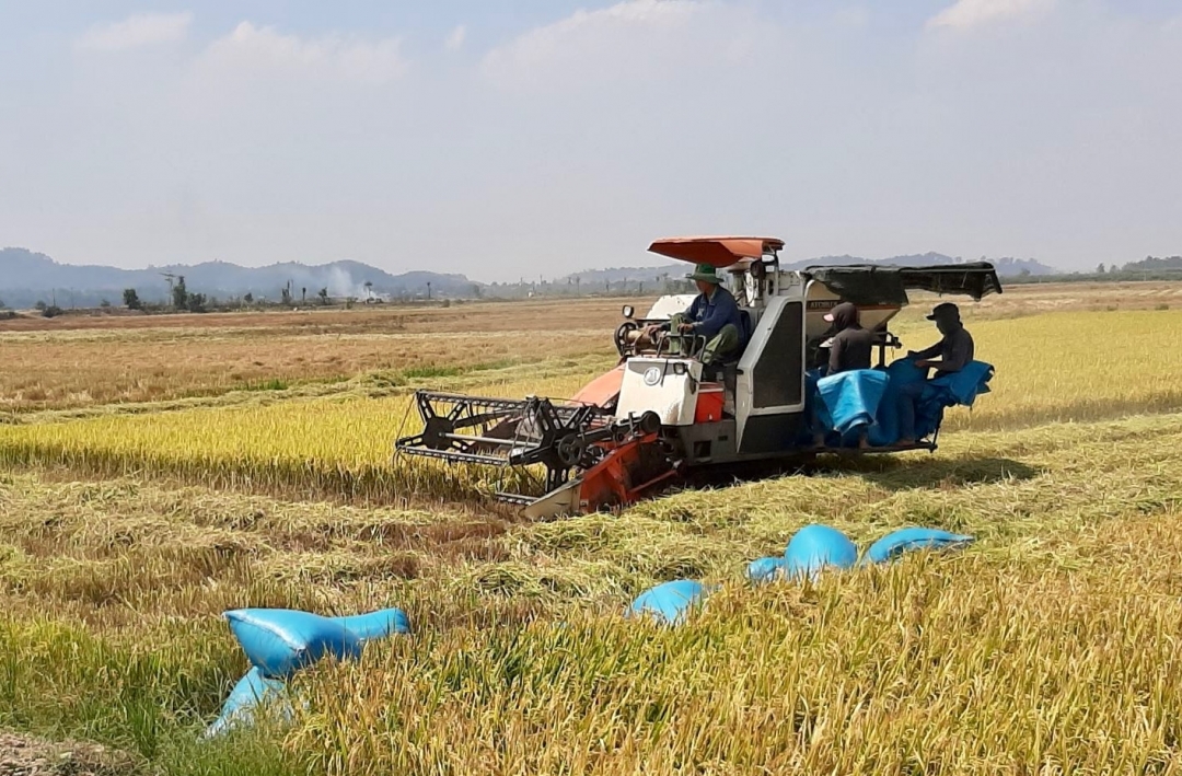 Nông dân thu hoạch lúa vụ Đông - Xuân.