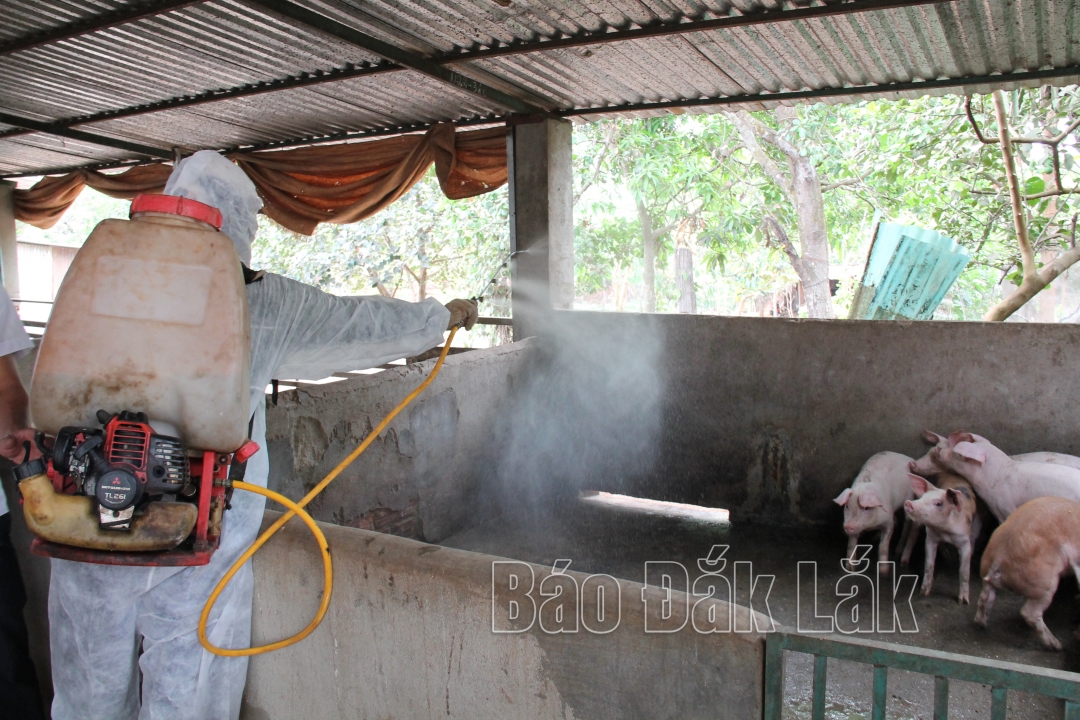 Cán bộ thú ý cơ sở phun thuốc tiêu độc khử trùng khu vực chăn nuôi của các hộ dân trên địa bàn xã Hòa Xuân, TP. Buôn Ma Thuột. 