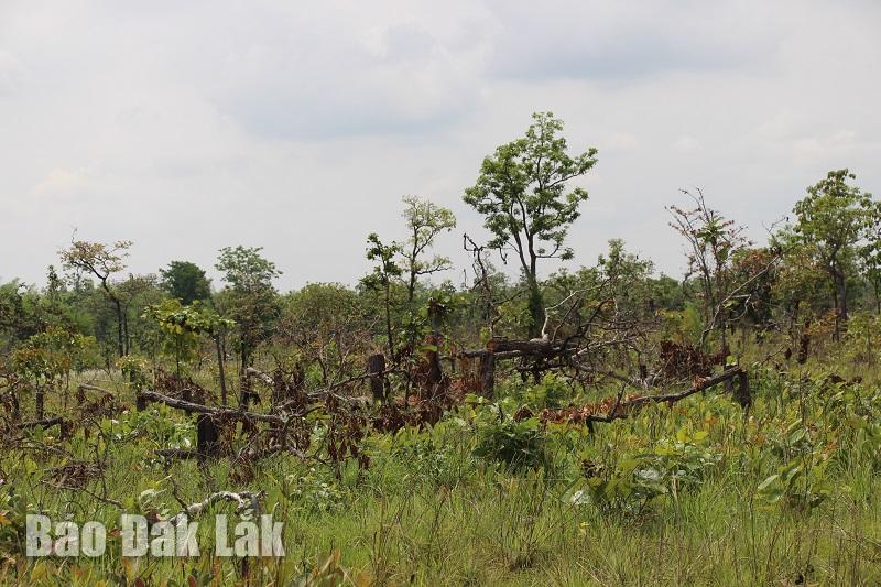 Một khoảnh rừng bị phá tại xã Ya Tờ Mốt, huyện Ea Súp (ảnh tư liệu)