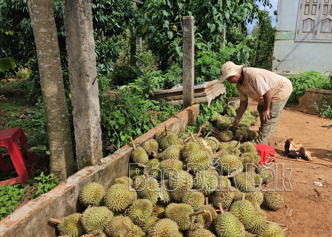 Hằng tấn sầu riêng sắp cho thu hoạch bị rụng sạch sau cơn dông khiến nông dân điêu đứng.