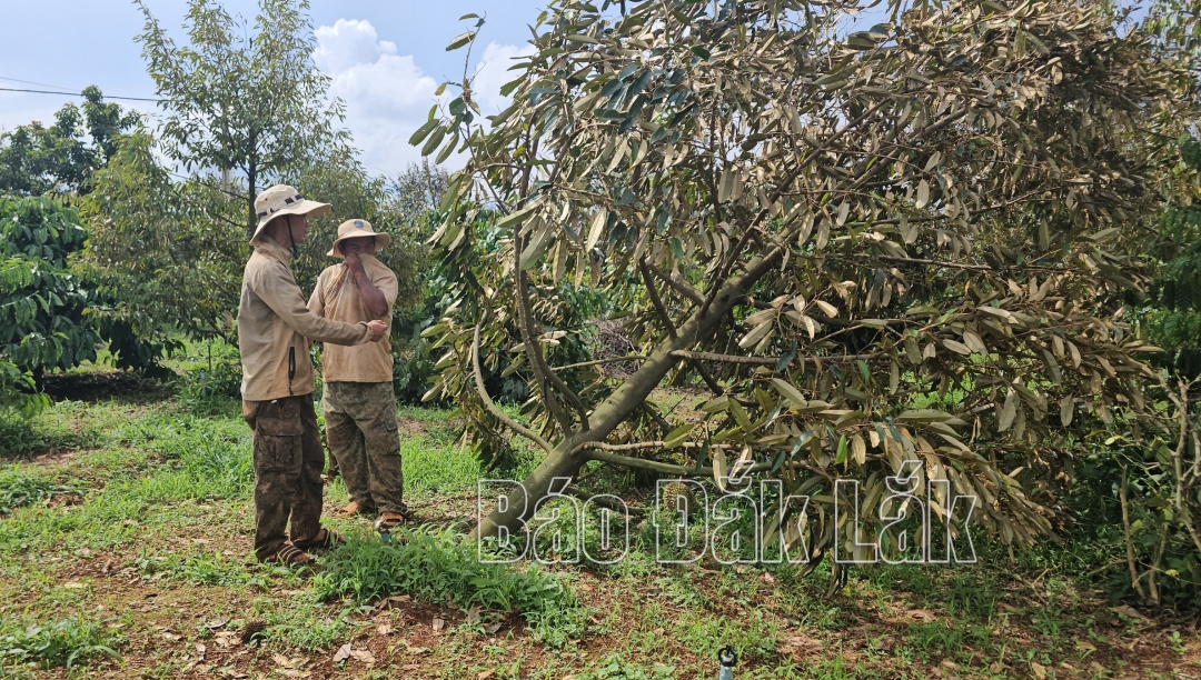 Mưa dông, lốc khiến nhiều cây sầu riêng trên địa bàn xã Ea Tar bị bật gốc.