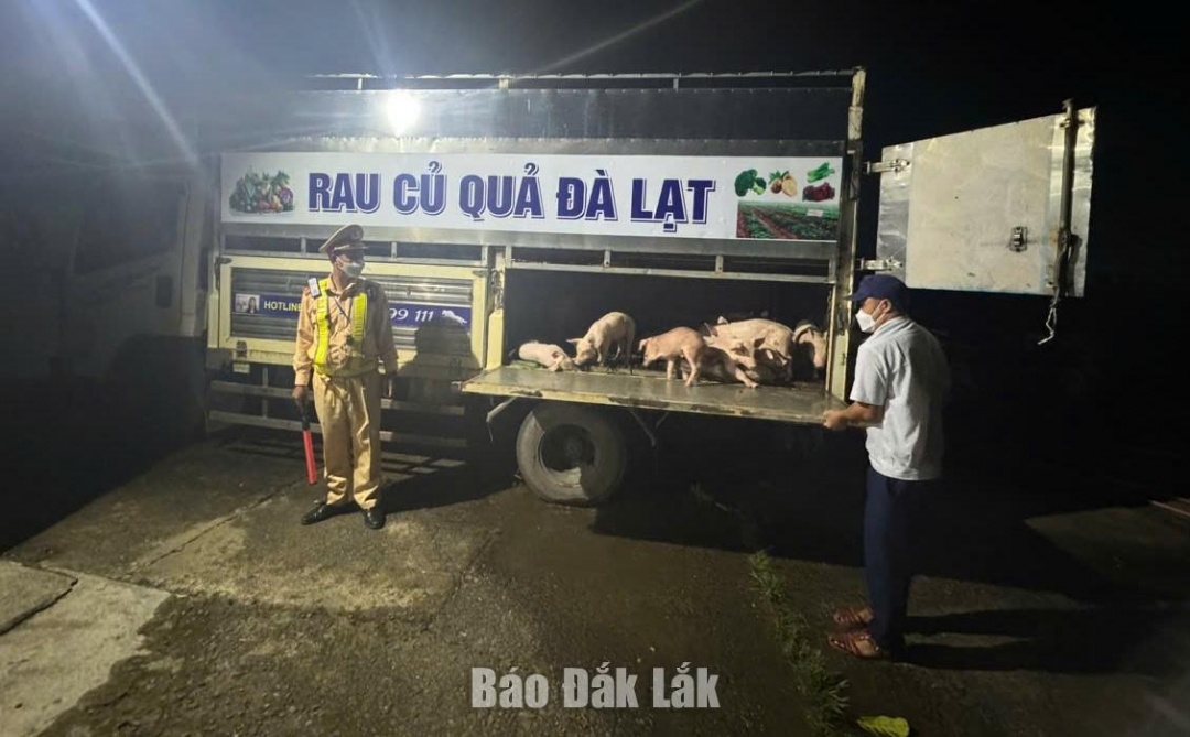 Số lợn tại thời điểm kiểm tra.