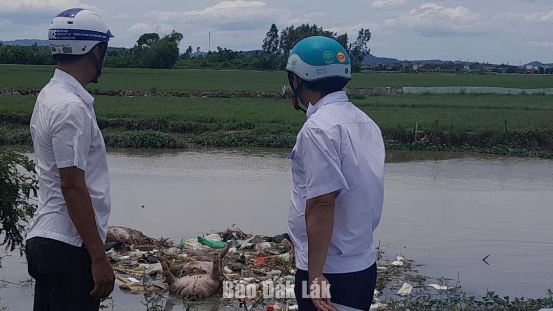 Lực lượng thú y tìm kiếm và phát hiện xác heo tấp tại xi phông Bến Lội