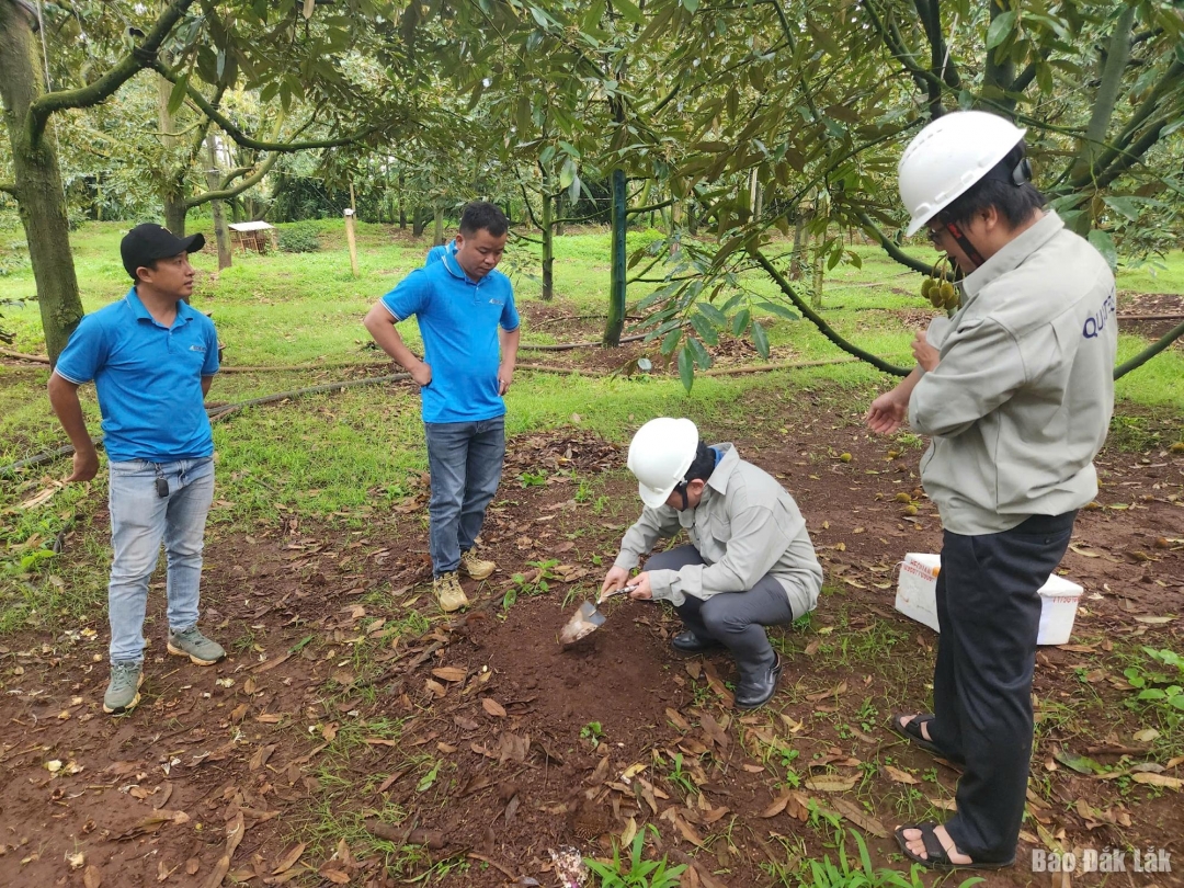 Hiệp hội Sầu riêng Đắk Lắk tổ chức lấy mẫu đất phân tích dư lượng Cadimi ở các vùng trồng.
