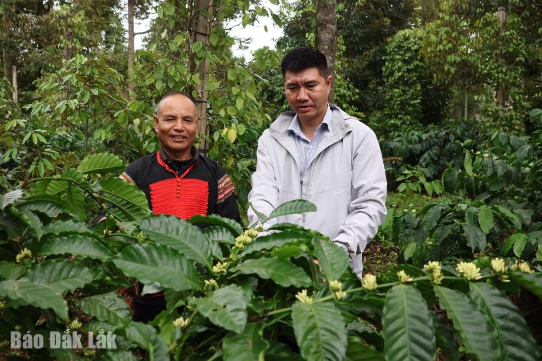 Vườn cà phê xen canh theo hướng hữu cơ, thích ứng với biến đổi khí hậu của nông dân phường Tân An.