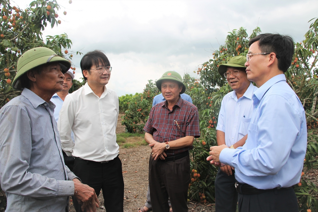 Ủy viên Trung ương Đảng, Bí thư Tỉnh ủy Nguyễn Đình Trung (bài phải) cùng Đoàn công tác của tỉnh thăm mô hình trồng vải của nông dân xã Ea Pil (huyện MDrắk).