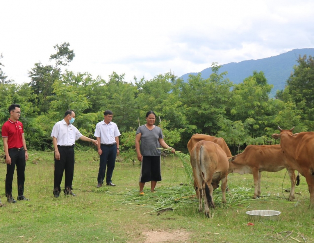 Nhờ vốn tín dụng của Agribank nhiều hộ dân ở Buônpar, xã Cưprao, huyện MaDrắk đã đâu tư chăn nuôi mang lại hiệu quả kinh tế cao