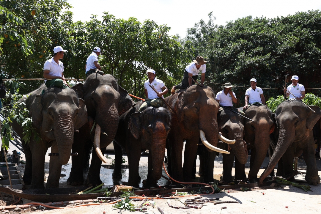Tiệc Buffet cho voi tại huyện Lắk
