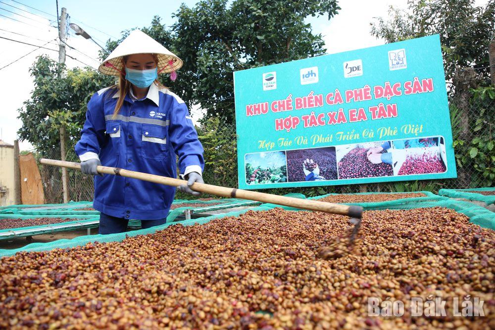 Công nhân chế biến cà phê đặc sản tại huyện Krông Năng.  (Ảnh: Thế Hùng)