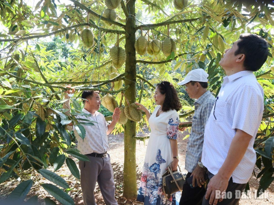 Đoàn khách tham quan vườn sầu riêng tại điểm Trải nghiệm thưởng thức sầu riêng tại vườn và thăm quan cây sầu riêng cổ thụ.
