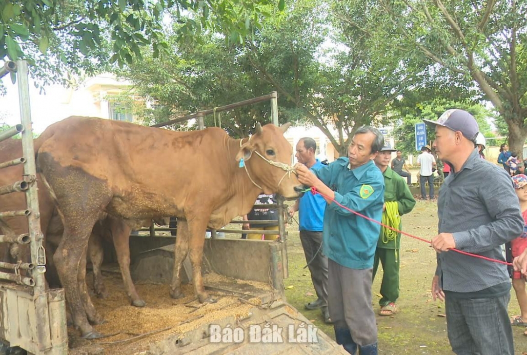 Người dân xã Ea Rbin nhận bò giống sinh sản.