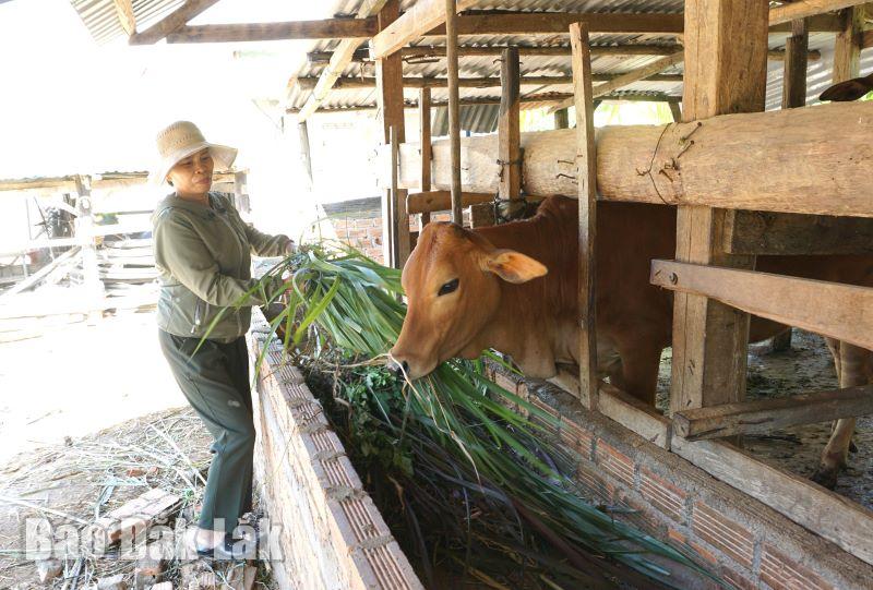 Gia đình bà Nguyễn Thị Tín ở thôn 3 (xã Hòa Lễ) được vay vốn tín dụng chính sách xã hội để phát triển sản xuất.