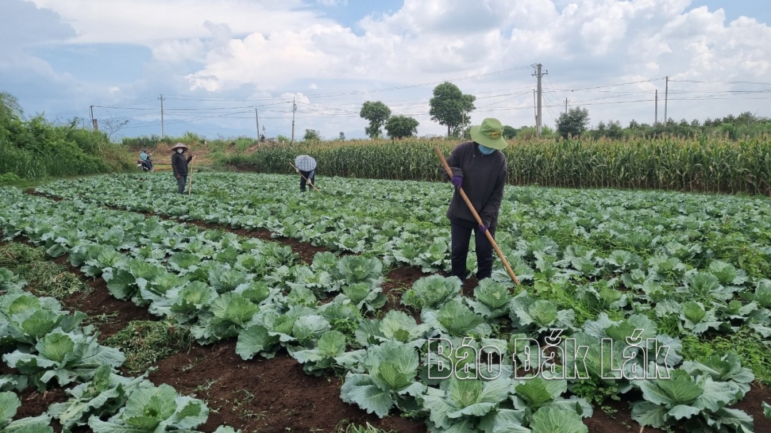 Nông dân trồng bắp cải trên địa bàn xã Vụ Bổn (huyện Krông Pắc).