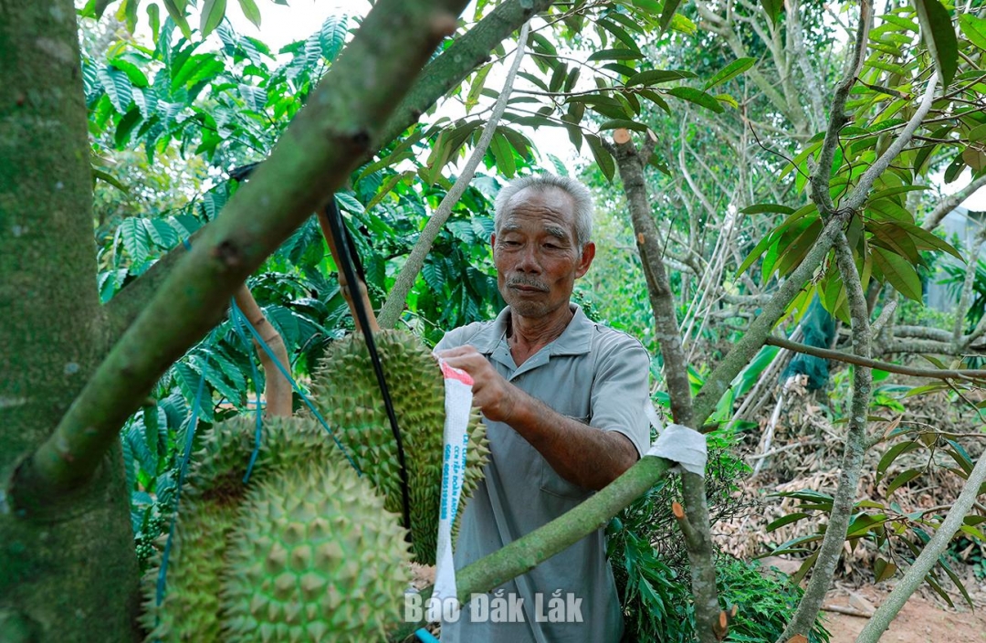 Phát huy phẩm chất Bộ đội Cụ Hồ, ông Nguyễn Văn Đối luôn chăm lo phát triển kinh tế gia đình.
