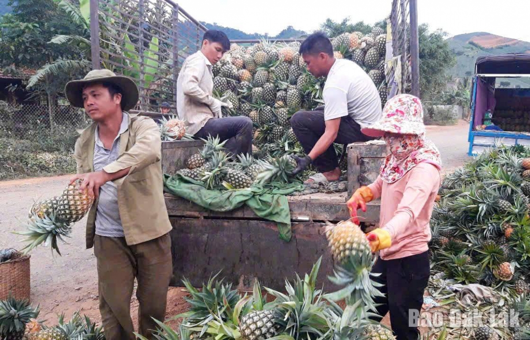 Thương lái thu mua dứa tươi cho nông dân.