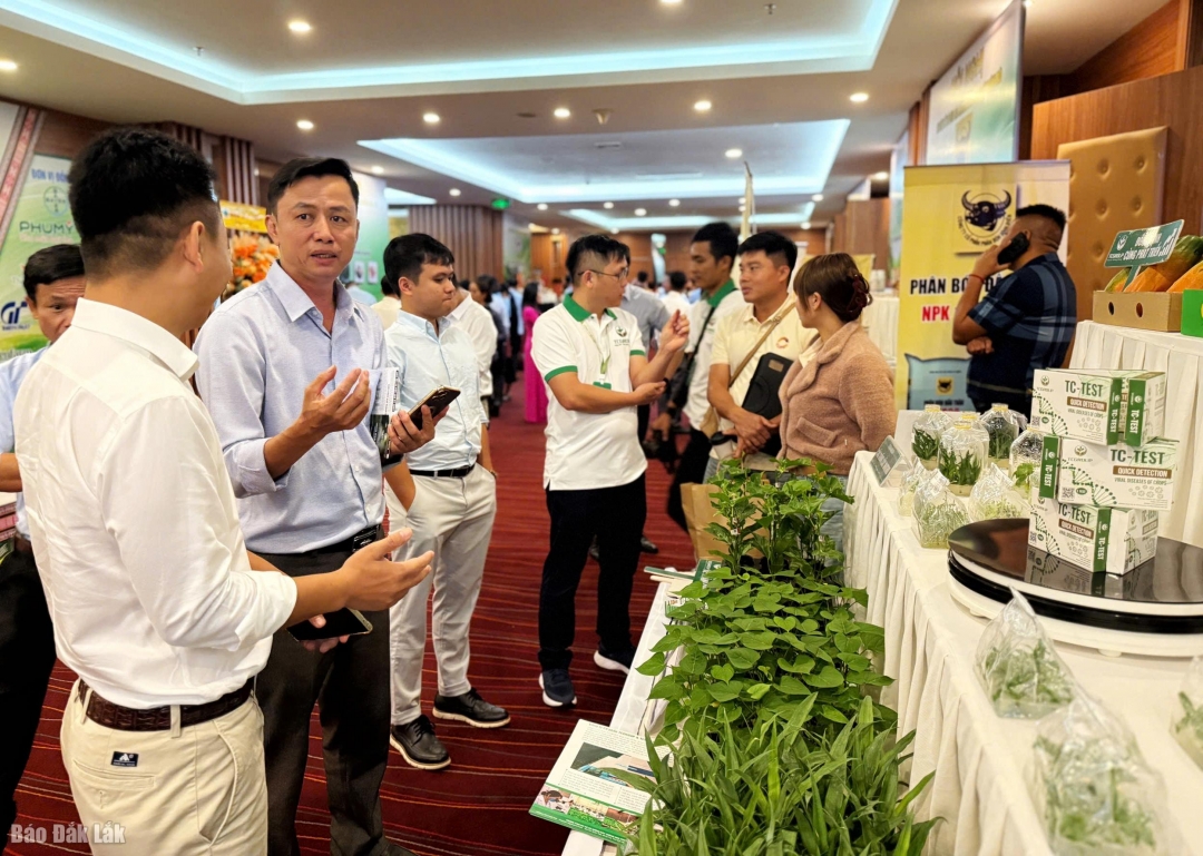 Các đơn vị, doanh nghiệp chia sẻ về kỹ thuật trồng và chăm sóc cây chanh leo.