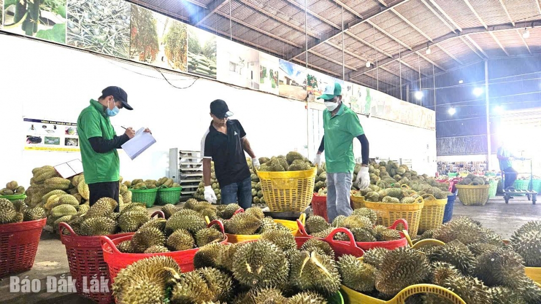 Một doanh nghiệp hoạt động trong lĩnh vực chế biến nông sản trên địa bàn phường Tân An.