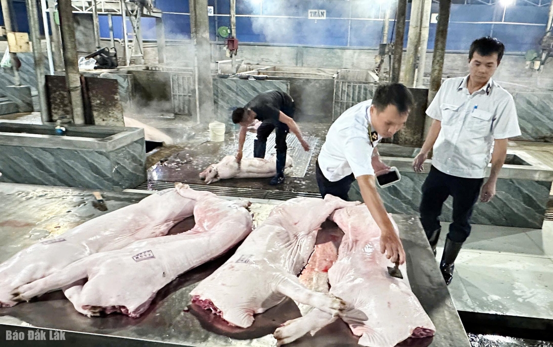 Cán bộ thú y kiểm tra đóng dấu kiểm dịch trước khi xuất ra thị trường
