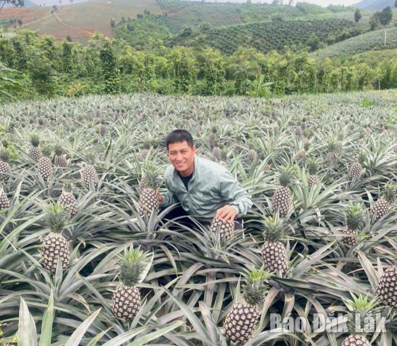 Người dân xã Yang Mao vui mừng vì mùa dứa bội thu.