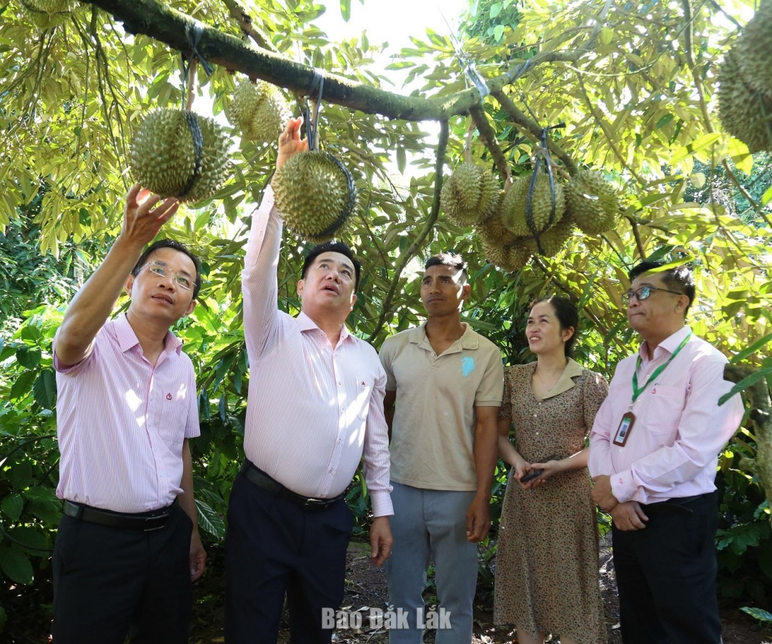 Phó Tổng Giám đốc NHCSXH Huỳnh Văn Thuận (thứ 2 từ trái qua) và đoàn công tác thăm mô hình sử dụng vốn 