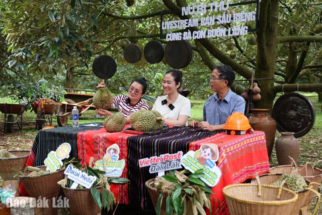 Bí thư Đảng ủy xã Ea Knuếc Ngô Thị Minh Trinh (giữa) cùng khách mời thực hiện livestream thử tại vườn sầu riêng.