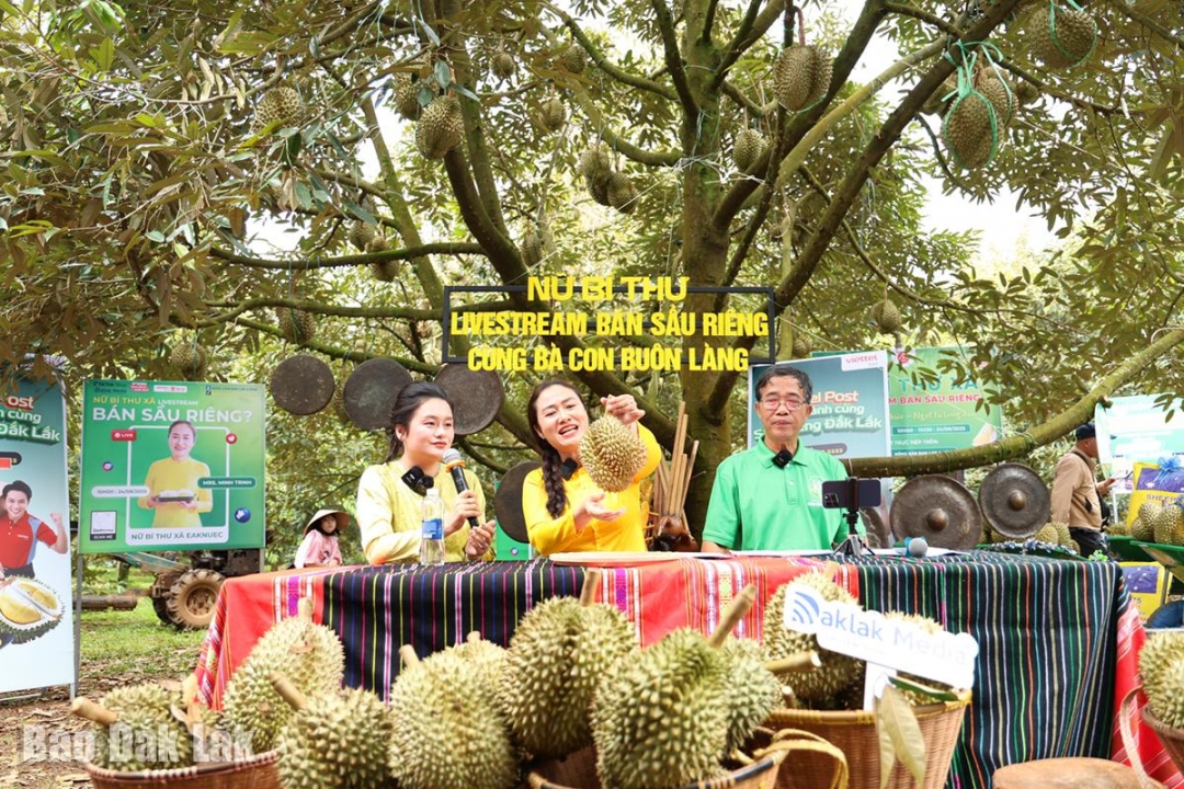 Bí thư Đảng ủy xã Ea Knuếc Ngô Thị Minh Trinh cùng các khách mời livestream bán sầu riêng tại vườn của nông dân.