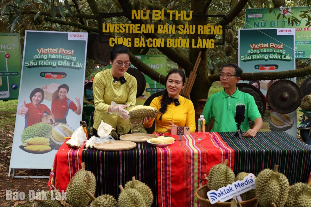 Giới thiệu những múi sầu riêng thơm ngon đến khách hàng qua chương trình livestream.