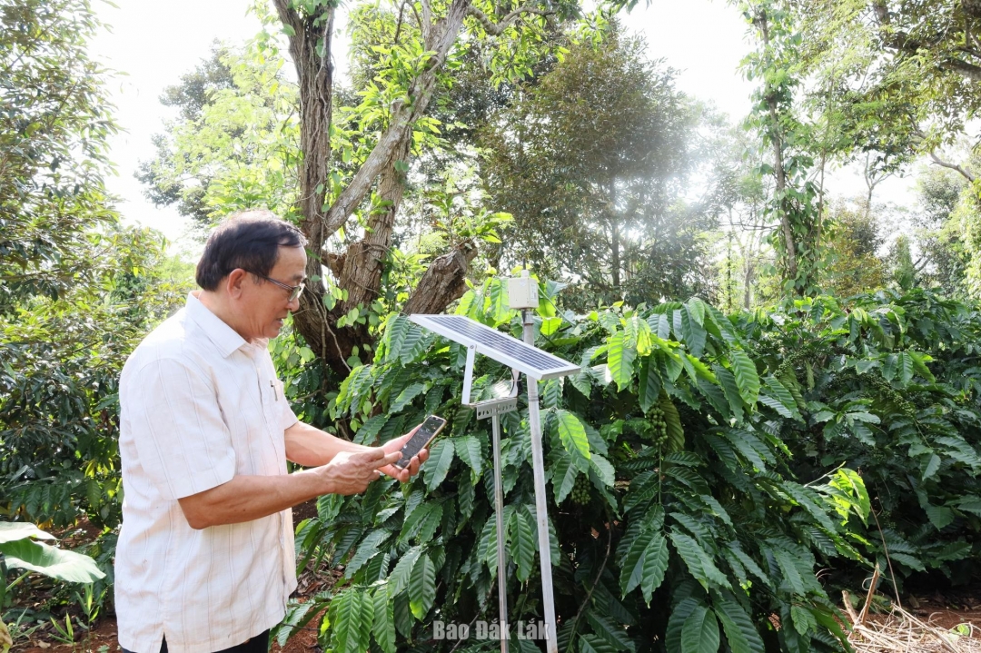 Ông Trần Đình Trọng, HTX Nông nghiệp dịch vụ Công Bằng Ea Tu đang mở hệ thống đo dinh dưỡng thông minh để kiểm tra tình hình sức khỏe vườn cây cà phê.