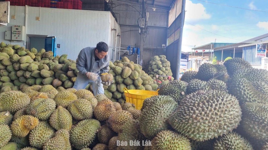Cơ sở thu mua sầu riêng tại xã Ea Knuếc.