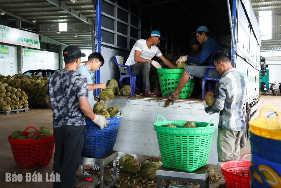 Phân loại sầu riêng tại kho sản xuất của Công ty Cổ phần Nông sản Nam Đô.