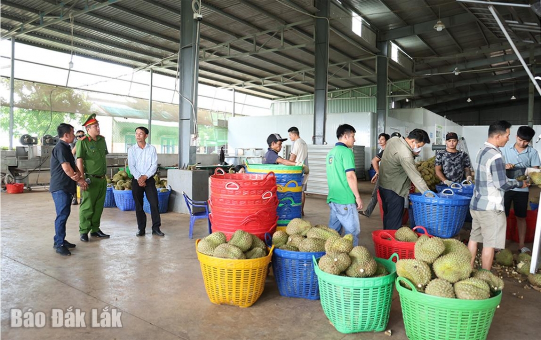 Thành viên đoàn liên ngành của UBND xã kiểm tra hoạt động của Công ty Cổ phần Nông sản Nam Đô.