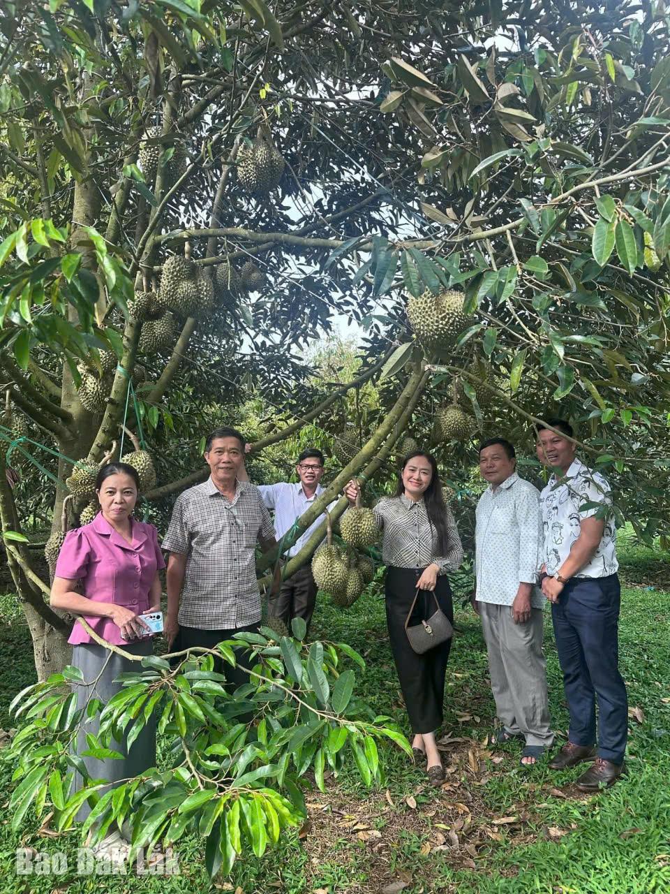 Lãnh đạo xã Ea Knuếc khảo sát thực tế canh tác tại vườn sầu riêng của ông Nguyễn Công Điềm.