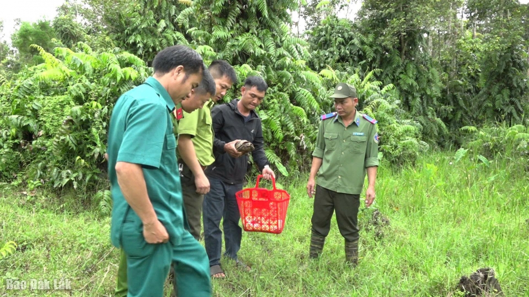 Người dân và lực lượng kiểm lâm thả rùa núi vàng về môi trường tự nhiên