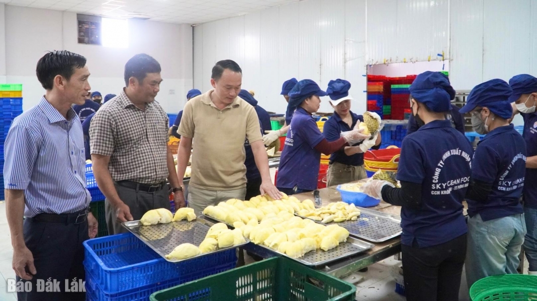 Lãnh đạo xã Pơng Drang kiểm tra hoạt động một cơ sở thu mua, đóng gói sầu riêng trên địa bàn xã.