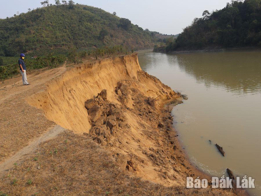Sông Krông Ana đoạn qua xã Yang Tao (huyện Lắk) bị sạt lở nghiêm trọng.